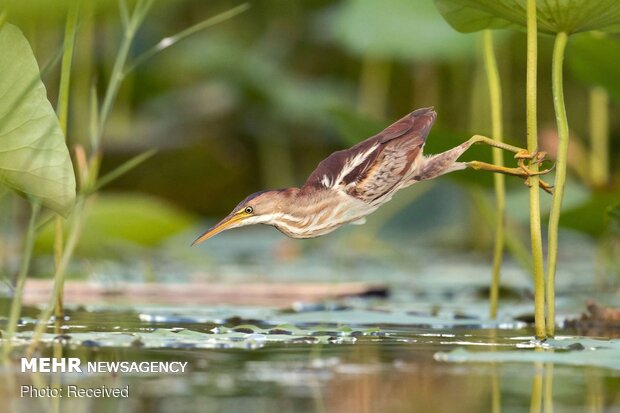 2020 Audubon Fotoğraf Yarışması