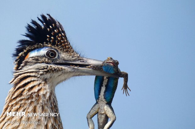 2020 Audubon Fotoğraf Yarışması