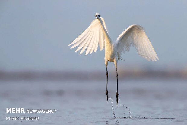 2020 Audubon Fotoğraf Yarışması