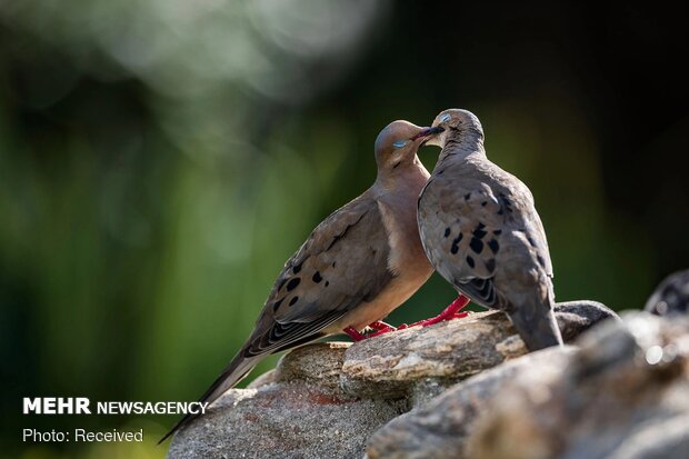 2020 Audubon Fotoğraf Yarışması