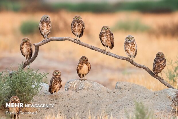 2020 Audubon Fotoğraf Yarışması