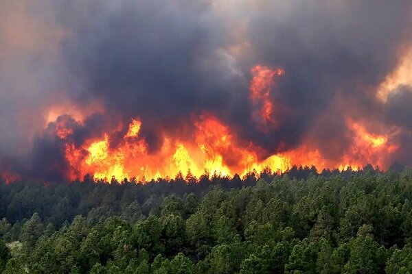 VIDEO: Wildfire rages Colorado forests in US