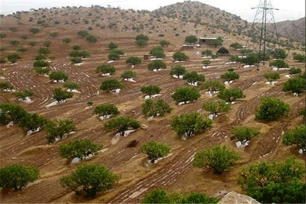 ۵ پروژه آبخیزداری و جنگل کاری در مهران به بهره برداری رسید