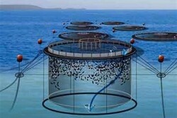 تحقیقات برای تولید ماهی در قفس ادامه دارد
