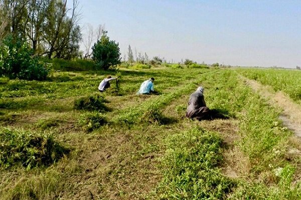 بیش‌از پنج هزار تن حنا در دلگان برداشت شد