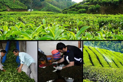 خرید۱۲۳ هزار تن برگ سبز چای در کشور/ ۲۷ هزار تن چای خشک تولید شد