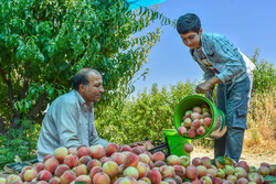 İran'da şeftali hasadı başladı