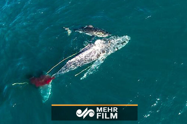 نهنگ ۸ متری طعمه کوسه خون‌خوار شد