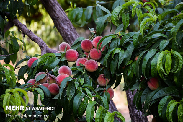 Peach harvest in central Iran