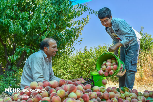 Peach harvest in central Iran