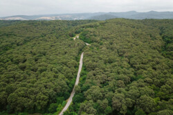 کاشت ۱۲۰ میلیون درخت جنگلی با کمک پهپادها