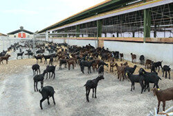 فعالیت تعداد ۱۵۵ واحد گوساله و بره پرواری صنعتی در آذربایجان غربی
