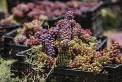 Harvesting grapes in Qom