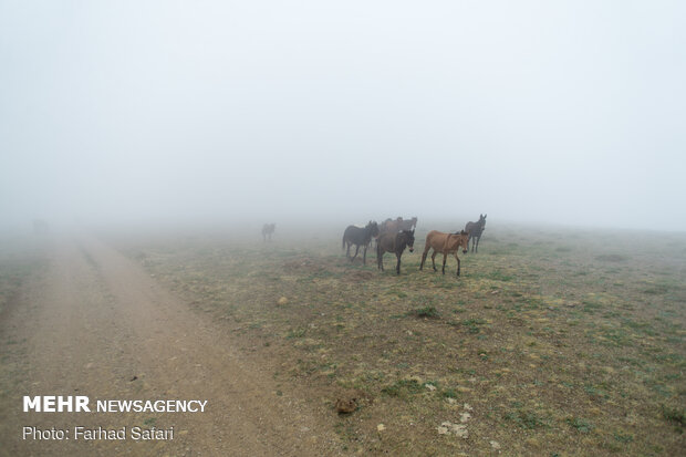 ییلاق سفیدخانی