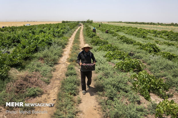 تاکستانی در دل کویر قم