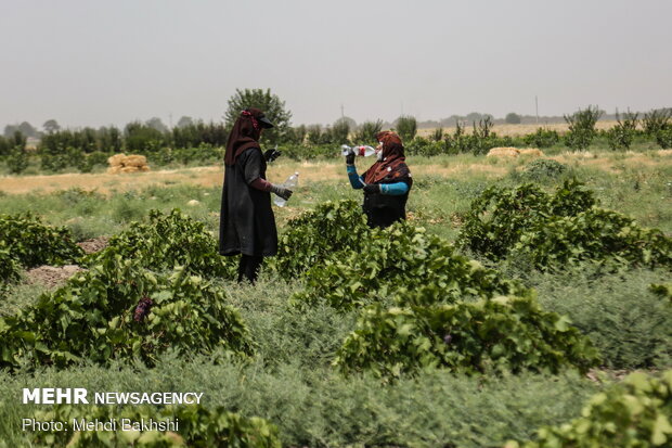 تاکستانی در دل کویر قم