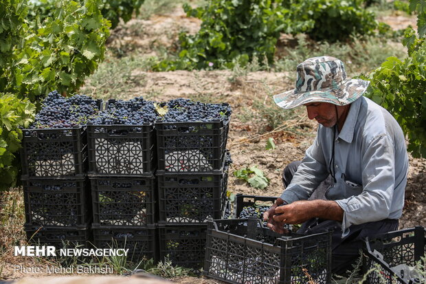 تاکستانی در دل کویر قم