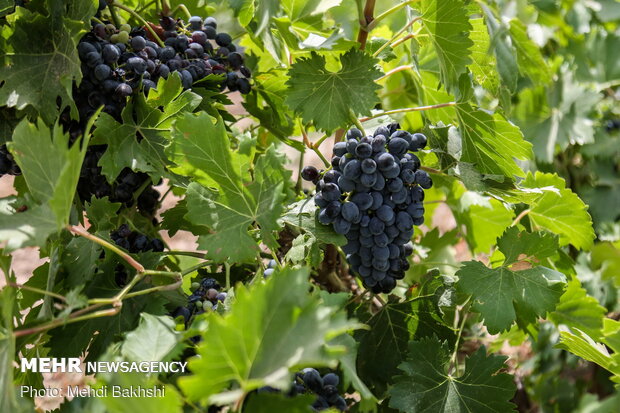 Harvesting grapes in Qom