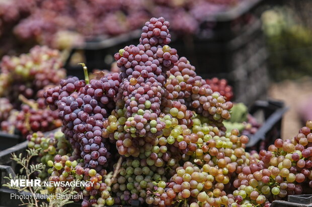 خسارت سرما به باغات در چهارمحال و بختیاری