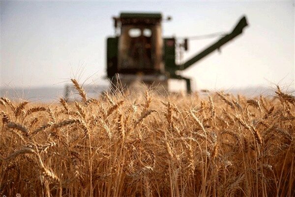 ۱۲ نوع بذر گندم متناسب با اقلیم گلستان معرفی شد