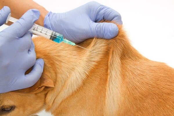 ۱۳۰۰۰ قلاده سگ صاحب‌دار علیه بیماری هاری در استان واکسینه شدند