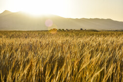 İran'da geleneksel buğday hasadı