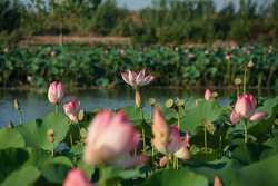 Lotus Wetland in Babol, northern Iran