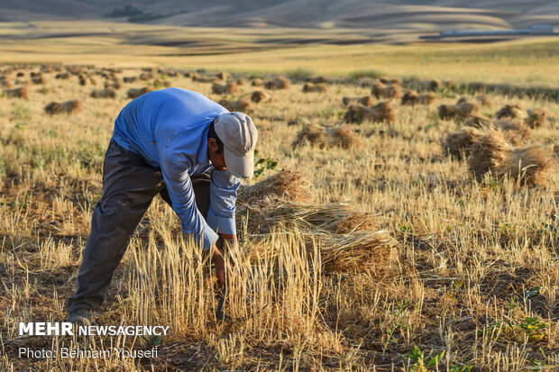 Traditional wheat harvest in Arak