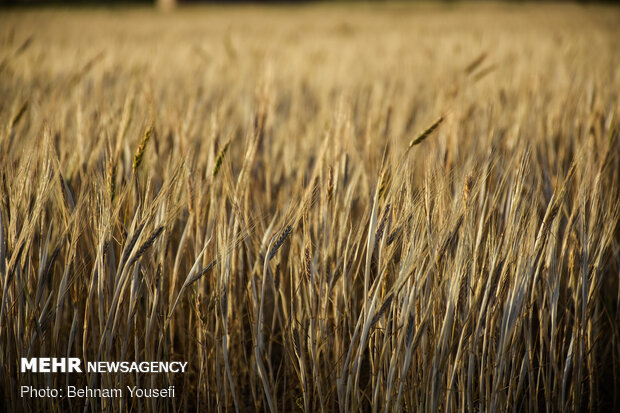 ۳ هزار تن گندم بذری از کشاورزان سیستان و بلوچستان خریداری می شود