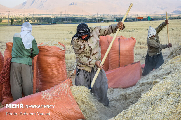 گندم‌زار طلایی و برداشت سنتی