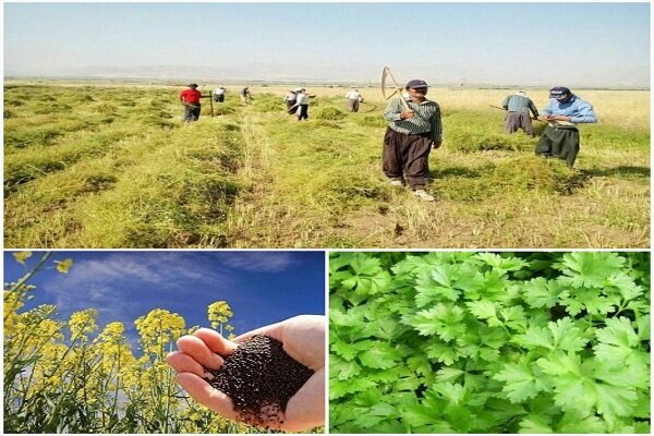 گیاه معجزه‌آسا گوی سبقت رااز کُلزا ربود/سطح زیرکشت گشنیز ۲برابرشد