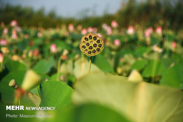 Lotus Wetland in Babol, northern Iran 