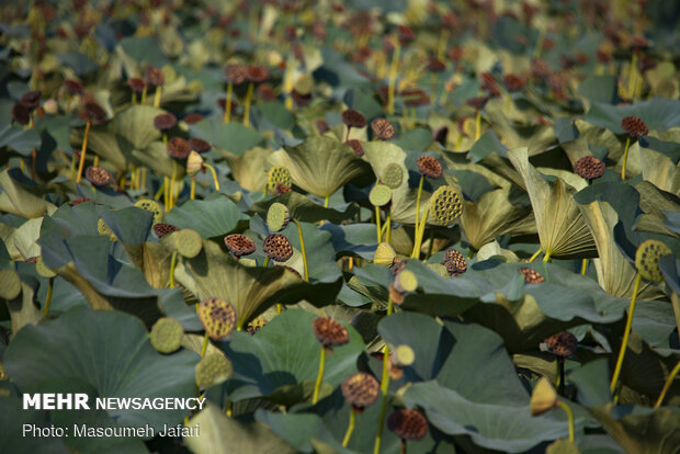 Lotus Wetland in Babol, northern Iran 