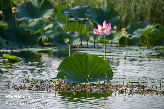 Lotus Wetland in Babol, northern Iran 