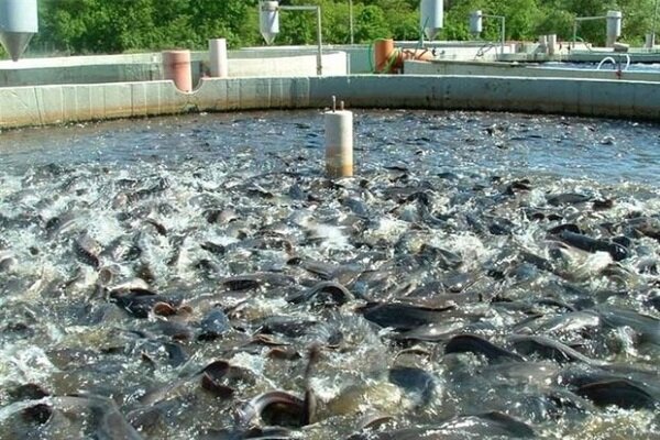 Iran exports over 3,000 tons of trout in Q1