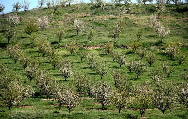 ۴۰ هزار هکتار جنگل احیا و غنی سازی می‌شود