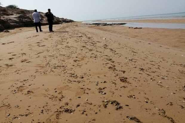 ساحل گناوه به لکه‌های نفتی آلوده است