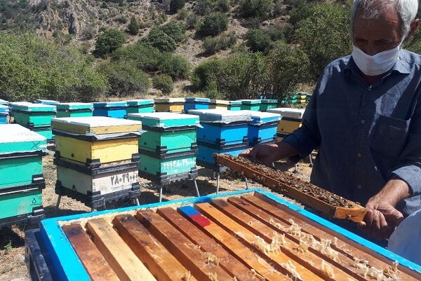 تولید بیش از ۲۷۰۰ تُن عسل در لرستان