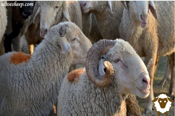 قیمت گوسفند زنده برای عید قربان و ممنوعیت مراکز عرضه دام شهرداری