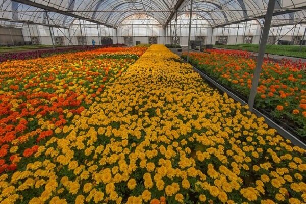 Iran exports over $5mn flowers, plants in Q1: IRICA spox