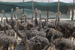 Ostrich farming in S Iran