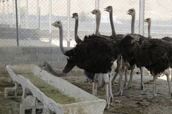 نوری: طرح پرورش شترمرغ «رویین» تا رفع ابهامات متوقف شد