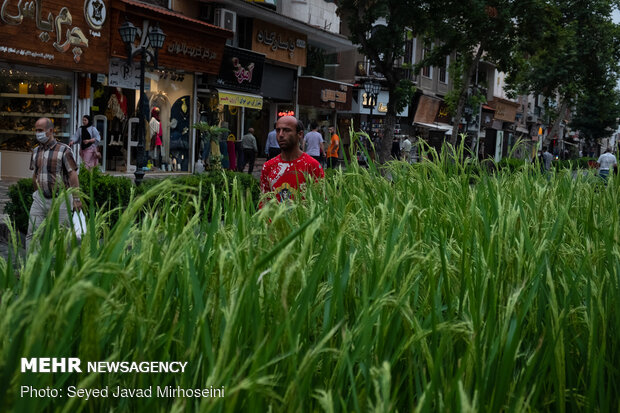 Summer rainfall in Rasht
