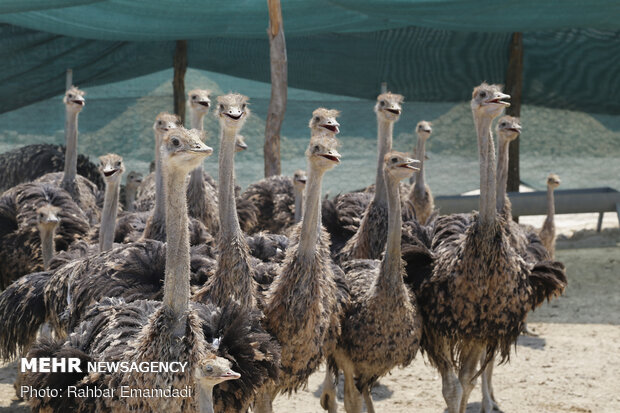 Ostrich farming in S Iran
