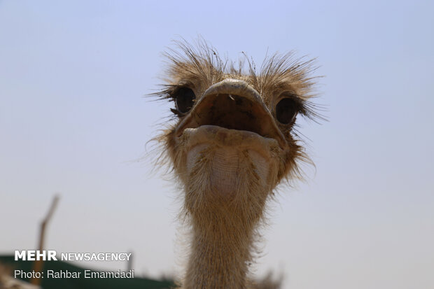 Ostrich farming in S Iran
