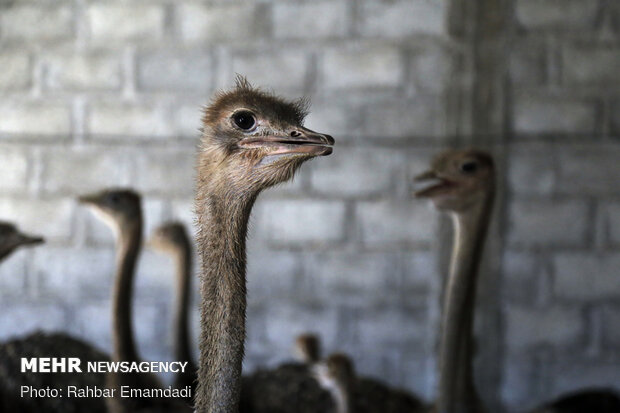 Ostrich farming in S Iran
