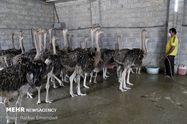 Ostrich farming in S Iran
