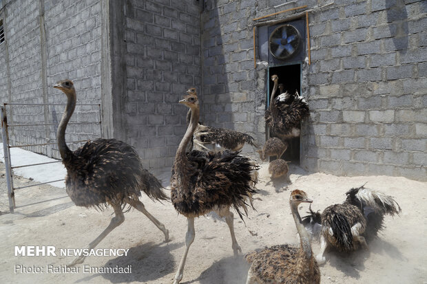 Ostrich farming in S Iran
