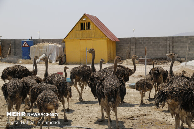 Ostrich farming in S Iran
