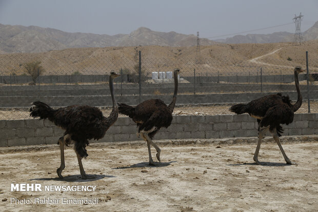 Ostrich farming in S Iran
